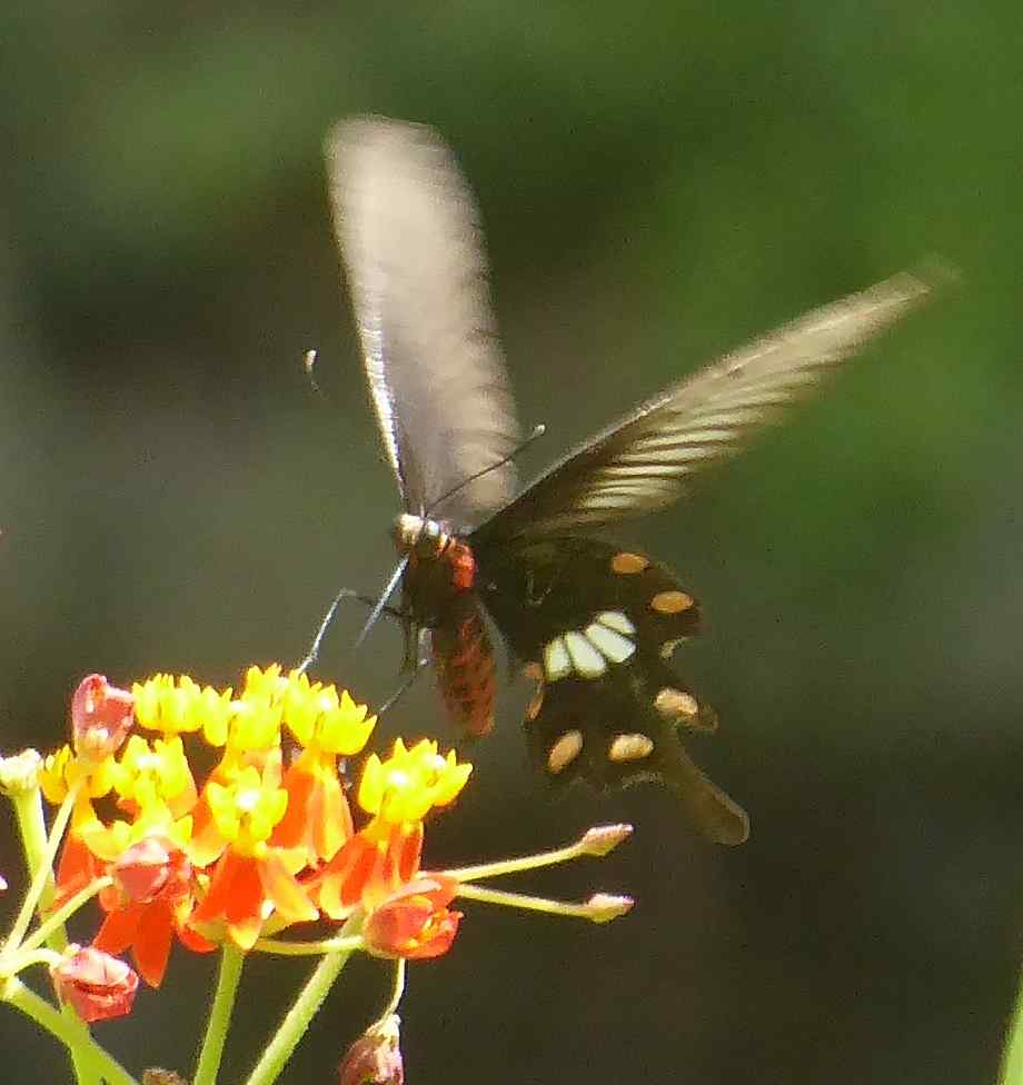 Pachliopta aristolochiae interposita Pachliopta aristolochiae interposita